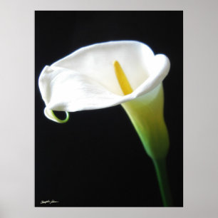 Elegant Calla Lily Blume 15 Poster