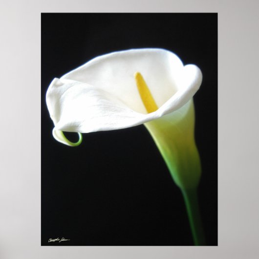 Elegant Calla Lily Blume 15 Poster (Vorne)