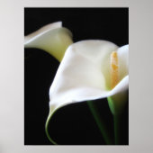 Elegant Calla Lily Blume 16 Poster (Vorne)