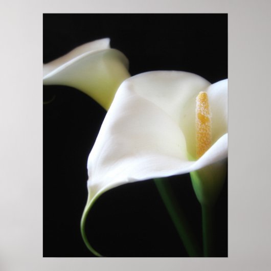 Elegant Calla Lily Blume 16 Poster (Vorne)