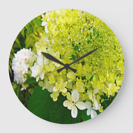 Elegant Chartreuse Green Limelight Hydrangea Große Wanduhr (Vorderseite)