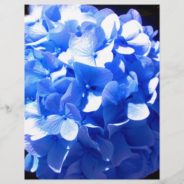Elegant Cobalt Blau Blumen elegante Hydrangeas (Vorderseite)