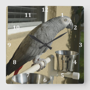 Elegant Congo African Grey Parrot on Stand Quadratische Wanduhr