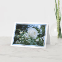 Elegant Daisy Foto Denken Sie an Ihre Sympathy Car