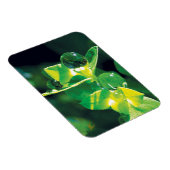Elegant Dew Drops on Green Leaves Magnet (Rechte Seite)