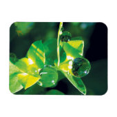 Elegant Dew Drops on Green Leaves Magnet (Horizontal)