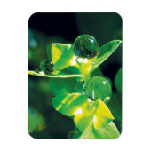 Elegant Dew Drops on Green Leaves Magnet (Vertikal)