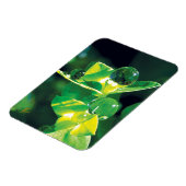 Elegant Dew Drops on Green Leaves Magnet (Linke Seite)