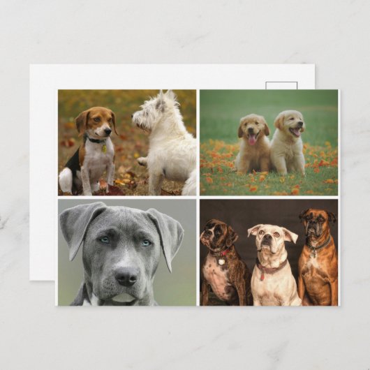 ELEGANT DOGS POSTCARD POSTKARTE (Vorne/Hinten)