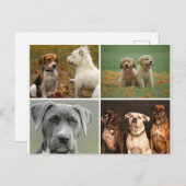 ELEGANT DOGS POSTCARD POSTKARTE (Vorne/Hinten)