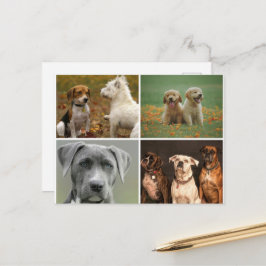 ELEGANT DOGS POSTCARD POSTKARTE