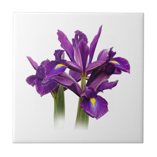 Elegant Dutch Iris Lila Sensation Fliese (Vorderseite)
