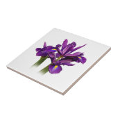 Elegant Dutch Iris Lila Sensation Fliese (Seite)