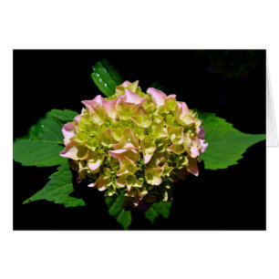 Elegant-gelb-rosa Hydrangea-Blume