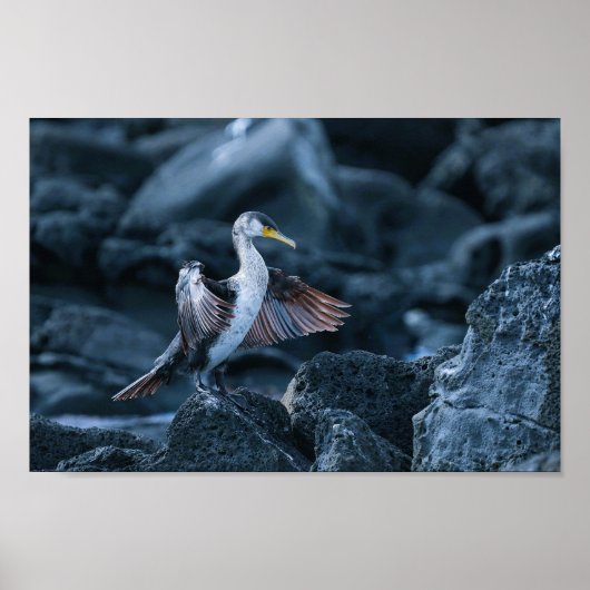 Elegant Great Cormorant Bird Poster (Vorne)
