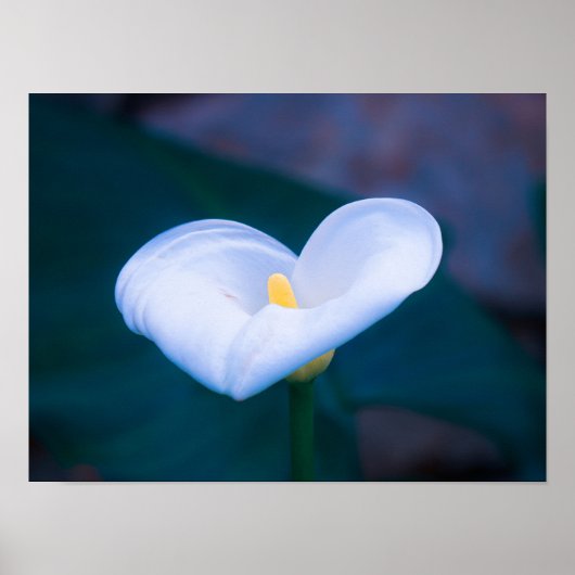 Elegant Heart-Shaped White Calla Lily Poster (Vorne)