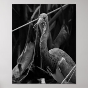 Elegant Heron Portrait - Naturfotografie Poster