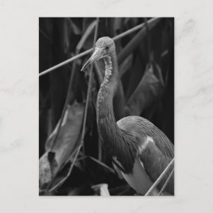 Elegant Heron Portrait - Naturfotografie Postkarte