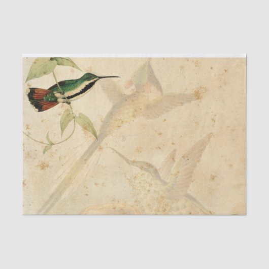 Elegant Hummingbird Seidenpapier (Vorderseite)