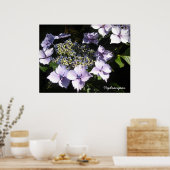 Elegant Hydrangeas Poster (Küche)