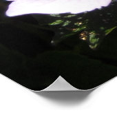 Elegant Hydrangeas Poster (Ecke)