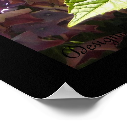 Elegant Hydrangeas Poster (Ecke)
