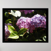 Elegant Hydrangeas Poster (Vorne)