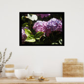 Elegant Hydrangeas Poster (Küche)