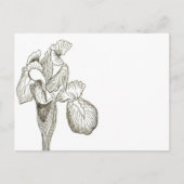 Elegant Iris Postcard Postkarte (Vorderseite)