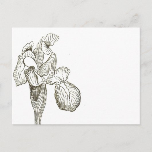 Elegant Iris Postcard Postkarte (Vorderseite)