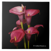 Elegant Lila Calla Lilies Fliese (Vorderseite)