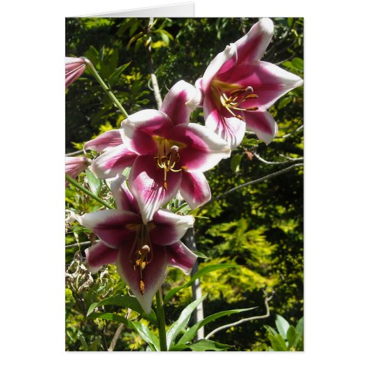 Elegant Lilies (Vorne)