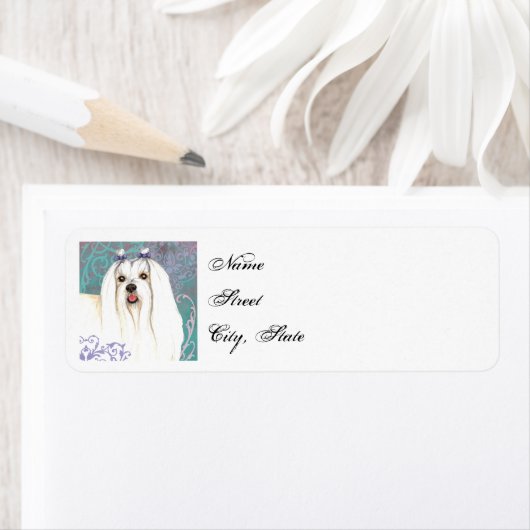 Elegant Maltese (Insitu)