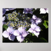 Elegant Mauve Hydrangeas Poster (Vorne)