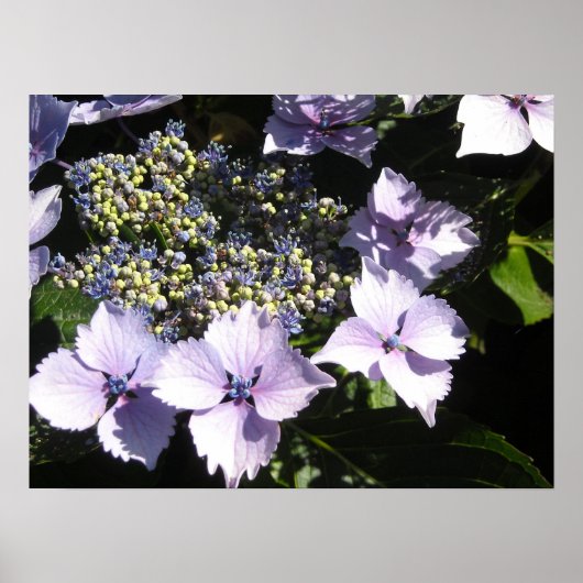Elegant Mauve Hydrangeas Poster (Vorne)