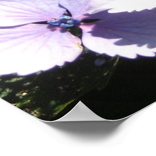 Elegant Mauve Hydrangeas Poster (Ecke)