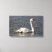 Elegant Mute Swans in Stanley Park Lagoon Leinwanddruck (Vorderseite)