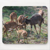 Elegant Nyala Antelope Wildlife Foto Mousepad (Vorne)