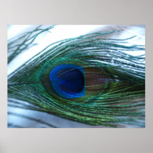 Elegant Peacock Feather Poster