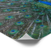 Elegant Peacock Poster (Ecke)