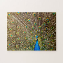 Elegant Peacock Schwanz Feathers