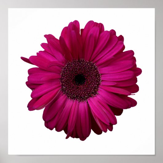 Elegant Pink Gerbera Daisy Poster (Vorne)