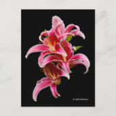 Elegant Pink Oriental Lilies Postkarte (Vorderseite)