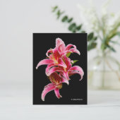 Elegant Pink Oriental Lilies Postkarte (Stehend Vorderseite)
