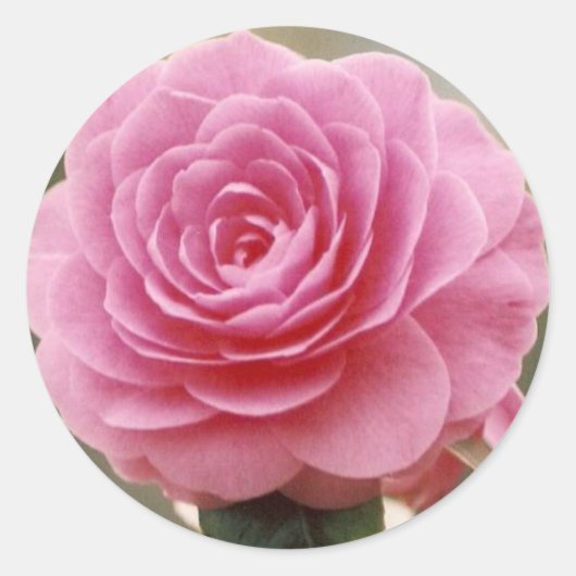 ELEGANT PINK ROSE RUNDER AUFKLEBER (Vorderseite)