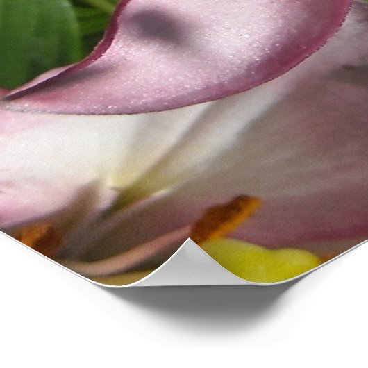 Elegant Pink Tiger Lilies Poster (Ecke)