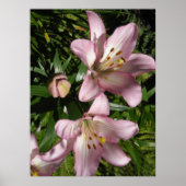 Elegant Pink Tiger Lilies Poster (Vorne)