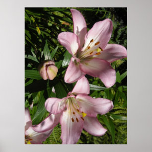 Elegant Pink Tiger Lilies Poster