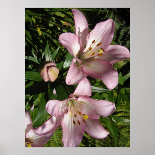 Elegant Pink Tiger Lilies Poster (Vorne)