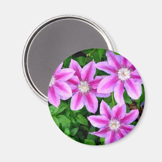 Elegant pinkfarben grün, botanisch magnet (Vorderseite/Rückseite)